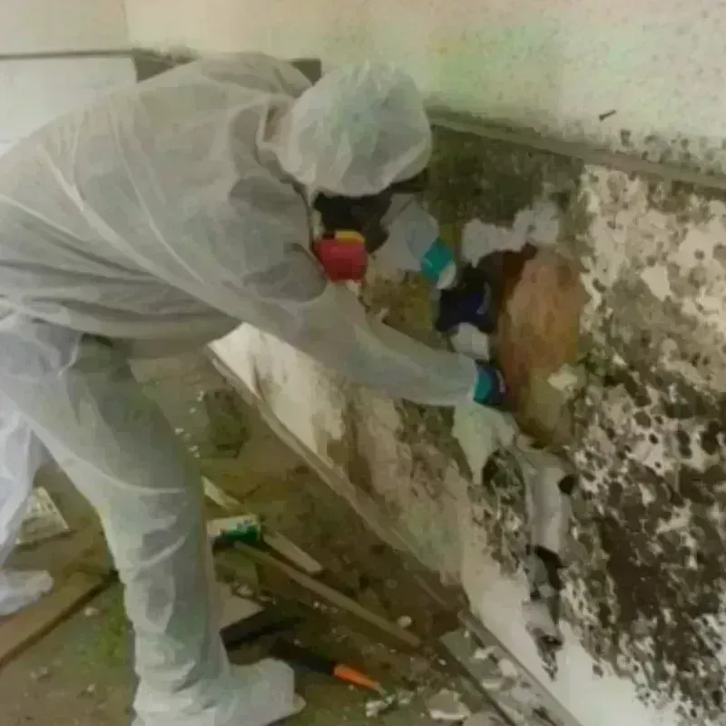 Mold Remediation and Removal in Jackson, WY